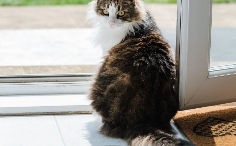 Cat Tile Flooring